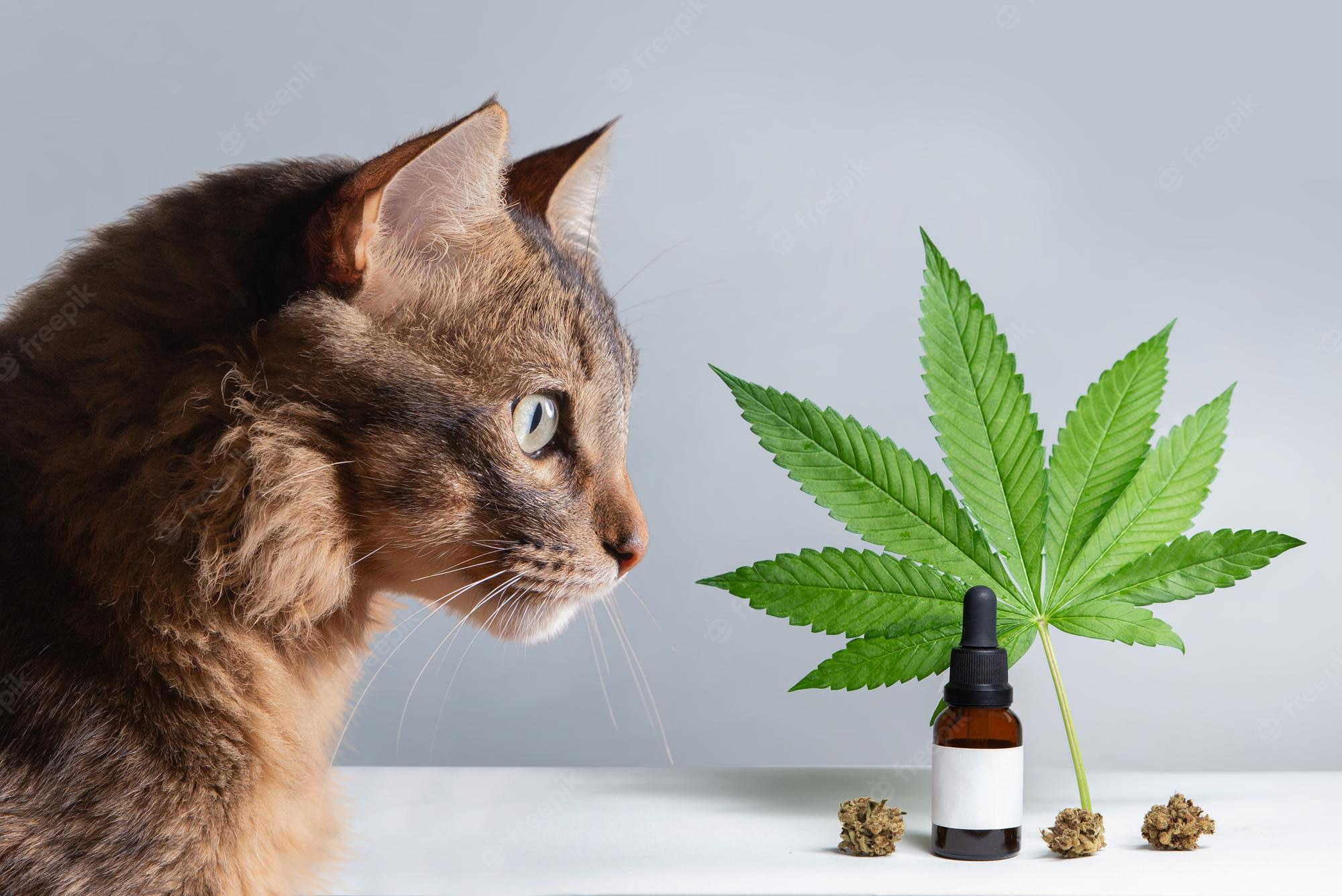 Buy efficacious cannabidiol oil for cats